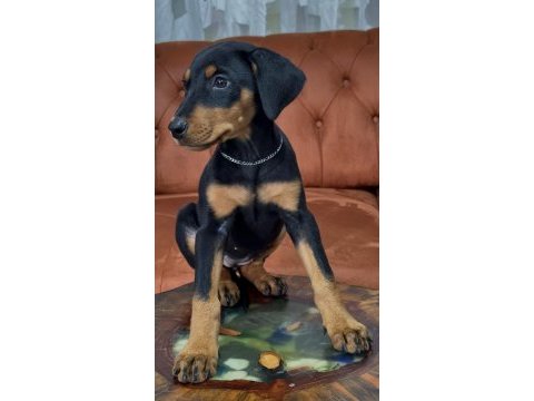 60 günlük dişi doberman