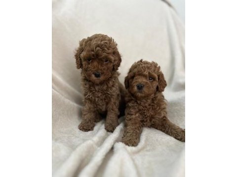 Aşılı wc eğitimli toy poodle yavrular