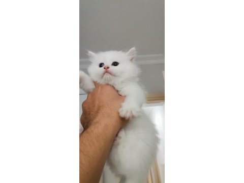 British longhair kalite bakımlı yavrular