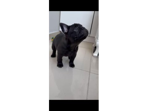 Tüm exotıc renkleri taşıyan exotıc fransız bulldoglar
