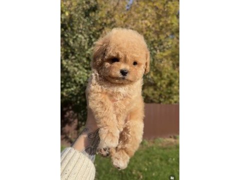 Bal rengi poodle bebekler