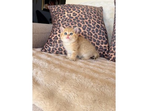 Safkan brıtısh shorthair golden bebekler