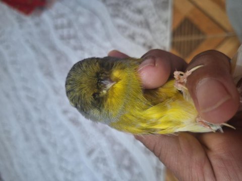 Gloster çift kanarya