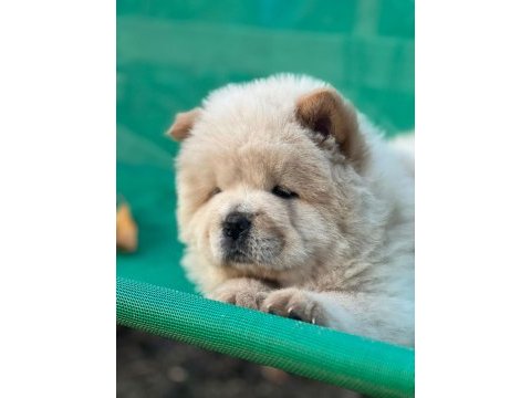 Şahsına münhasır (çin aslanı) chow chow