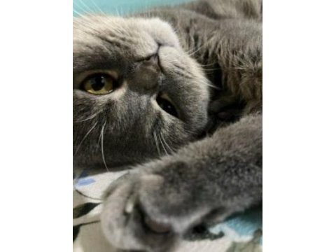 1 yaşında ki oğlumuza yuva arıyoruz scottish fold
