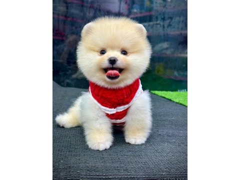 A+kalite pomeranian boo bebekler ayı surat