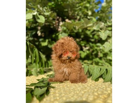 Tüy dökmez koku yapmaz poodle yavrular