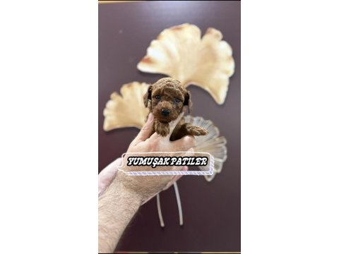Toy poodle dişi ve erkek