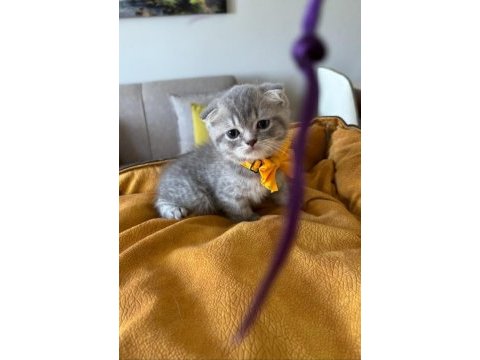 Scottish fold erkek yavrumuza yuva uyguna