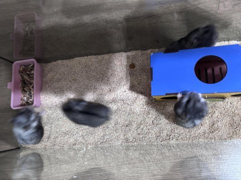 Rus cüce hamster (panda gonzales)