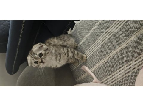 Ücretsiz erkek scottish fold sahiplendirme