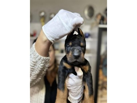 Avrupa doberman yavrular