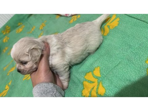Korekan sıfır maltese terrier