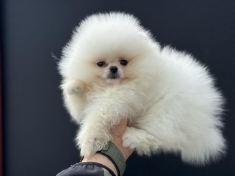Tea cup pomeranian  yavrularımız ziyarete açık