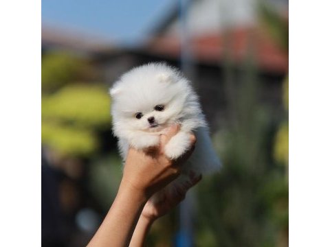 Teddy bear pomeranian yavruları