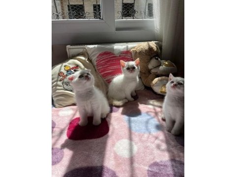 Safkan british shorthair yavru kedilerimiz