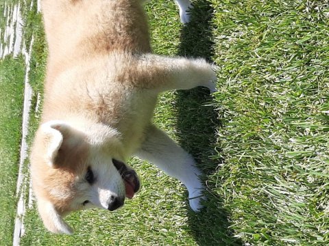 Japon akita ınu yavrulari istanbul 