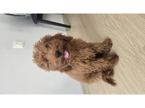 5 aylık toy poodle acil