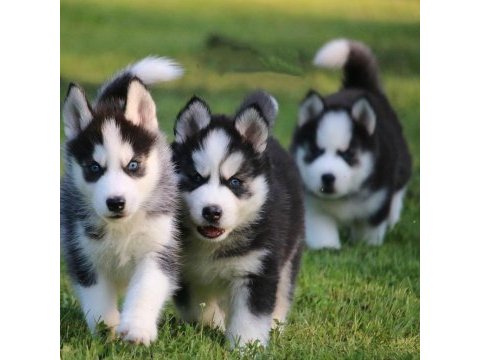 Husky sibirya yavruları
