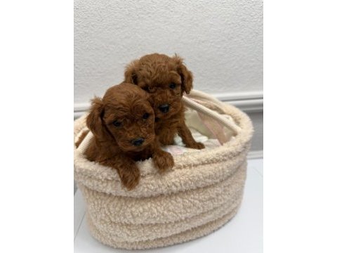 Red brown kilo garantili poodle yavrular