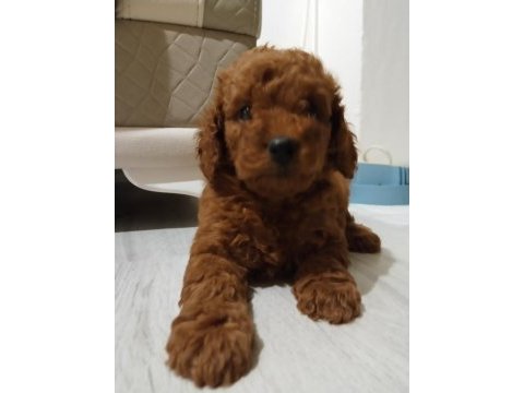 3.5 aylık tuvalet eğitimli erkek toy poodle
