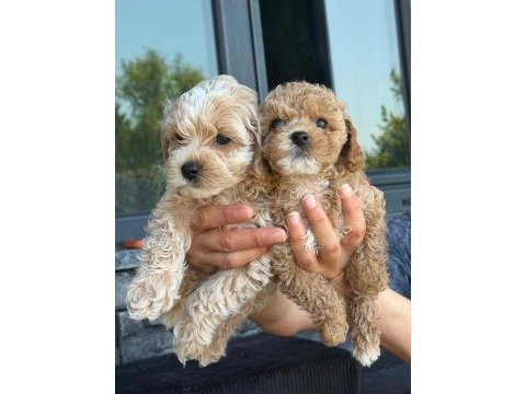 Şeker tadında maltipoo yavrularımız