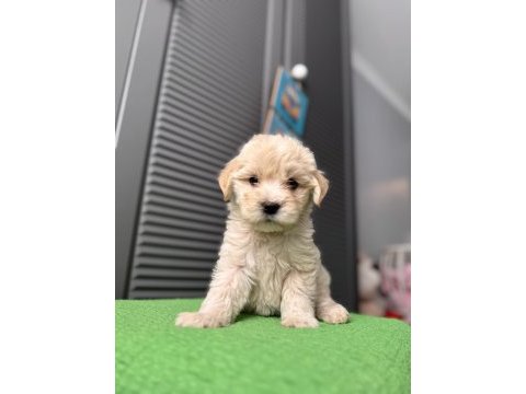 İpek gibi maltipoo