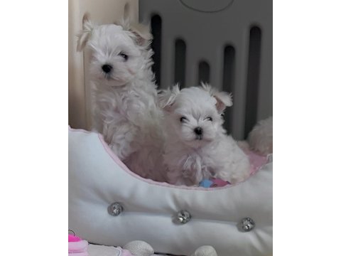 Maltese puppies 1 kg