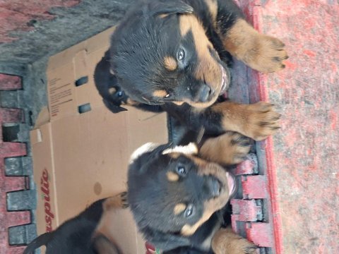 Dişi ve erkek rottweiler mevcut
