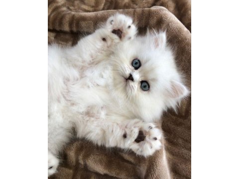 Orijinal chinchilla yavrularımız