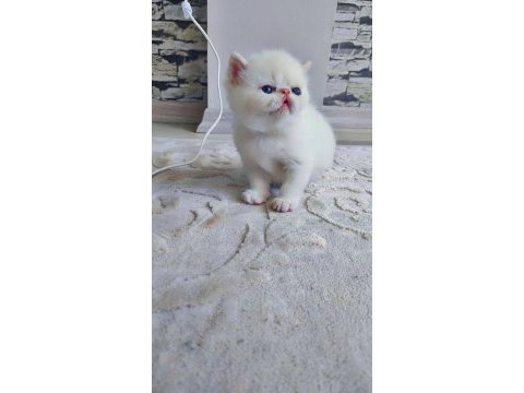 Minnak exotic shorthair patiler sevgi delisi