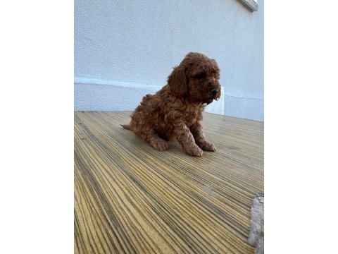F2 maltipoo sıfır tüy dökülmesi