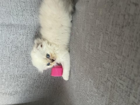Minik erkek scottish fold oğlum