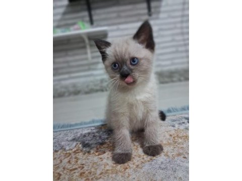 2 aylık british blue point ve chocolate point yavrular