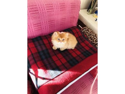 Dişi british longhair ny11 verilecektir