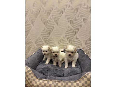 Çok tatlı 2 aylık dişi ve erkek terrier yavrular