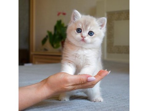 Nadir renk  golden british shorthair 