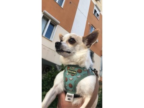 Sağlıklı ve eğitimli chihuahua yeni aile aranıyor