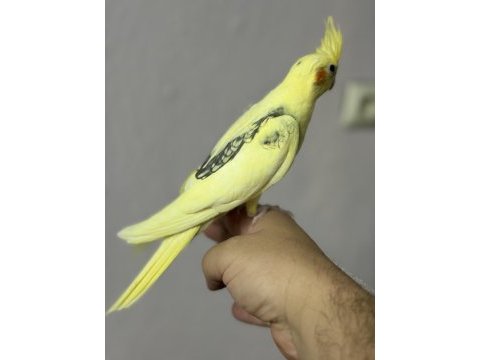 Ele ve insana çok alışık yavru sultan papağanı