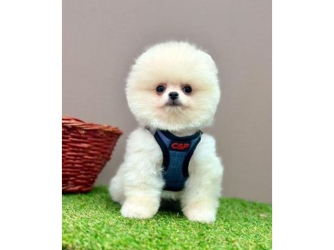 Safkan pomeranian boo bebekler