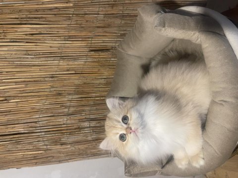 Anne baba şecereli ny12 safkan british longhair dişi