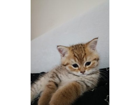 1tane british longhair