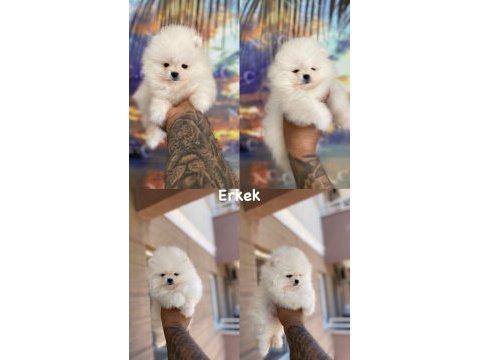 Pomeranian boo bebeklerim