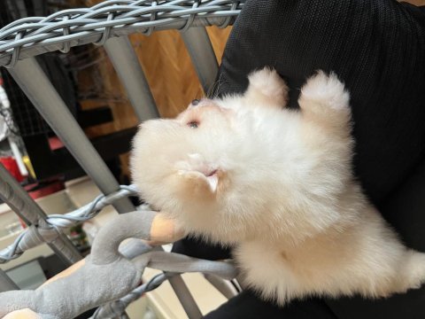 Pomeranian ayıcık