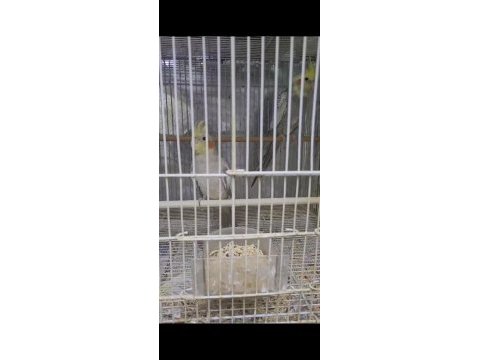 5 aylık erkek sultan papağanı