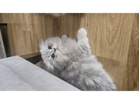 Peluş oyuncak gibi scottish fold longhair