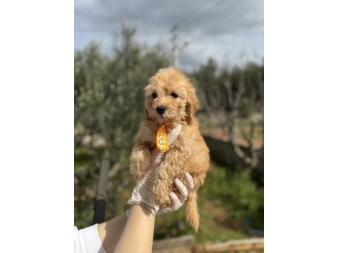 Güzeller güzel toy poodle kızımız