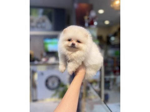 Pomeranian dişi yavrumuz