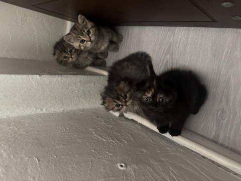 Sevgi dolu yuva arayan minik kediler