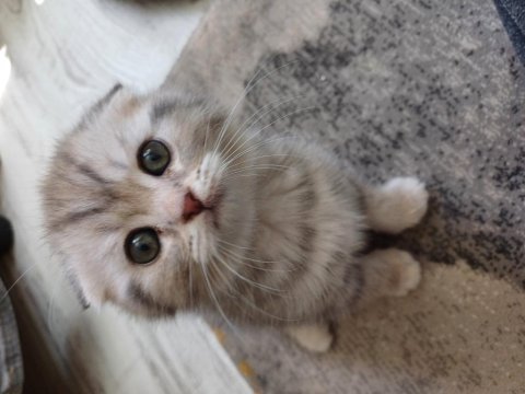 2 aylık scottish fold yavrular